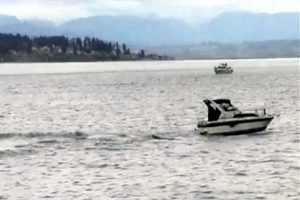whale wise
